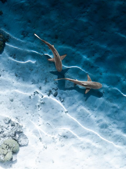 Diving
